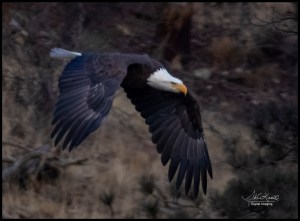 Bald Eagles at Eleven Mile Canyon
