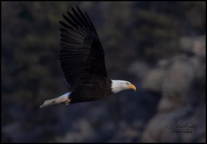 Bald Eagles at Eleven Mile Canyon