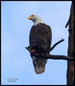 Bald Eagles at Eleven Mile Canyon