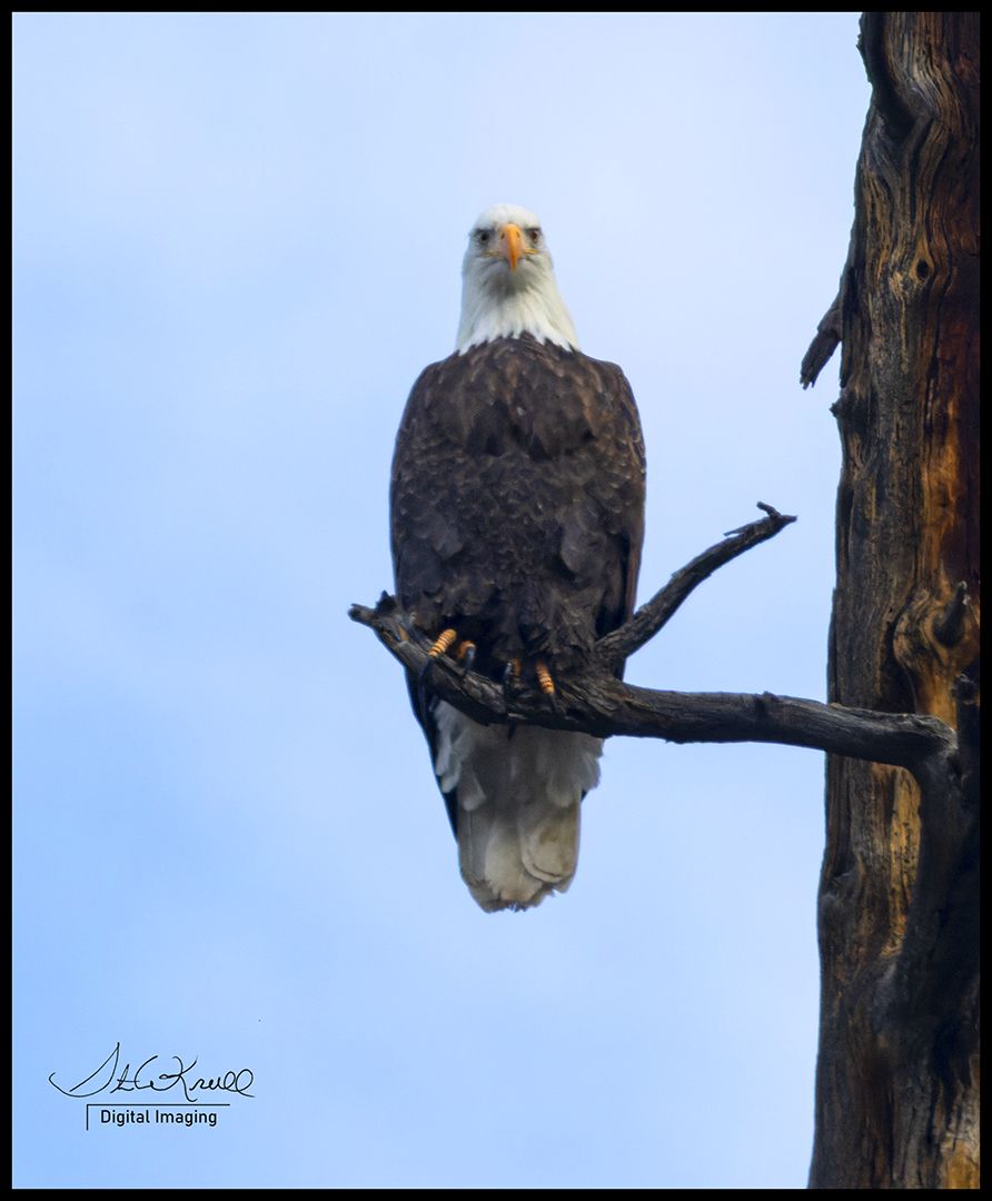 Bald Eagles at Eleven Mile Canyon
