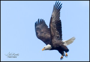 Bald Eagles at Eleven Mile Canyon