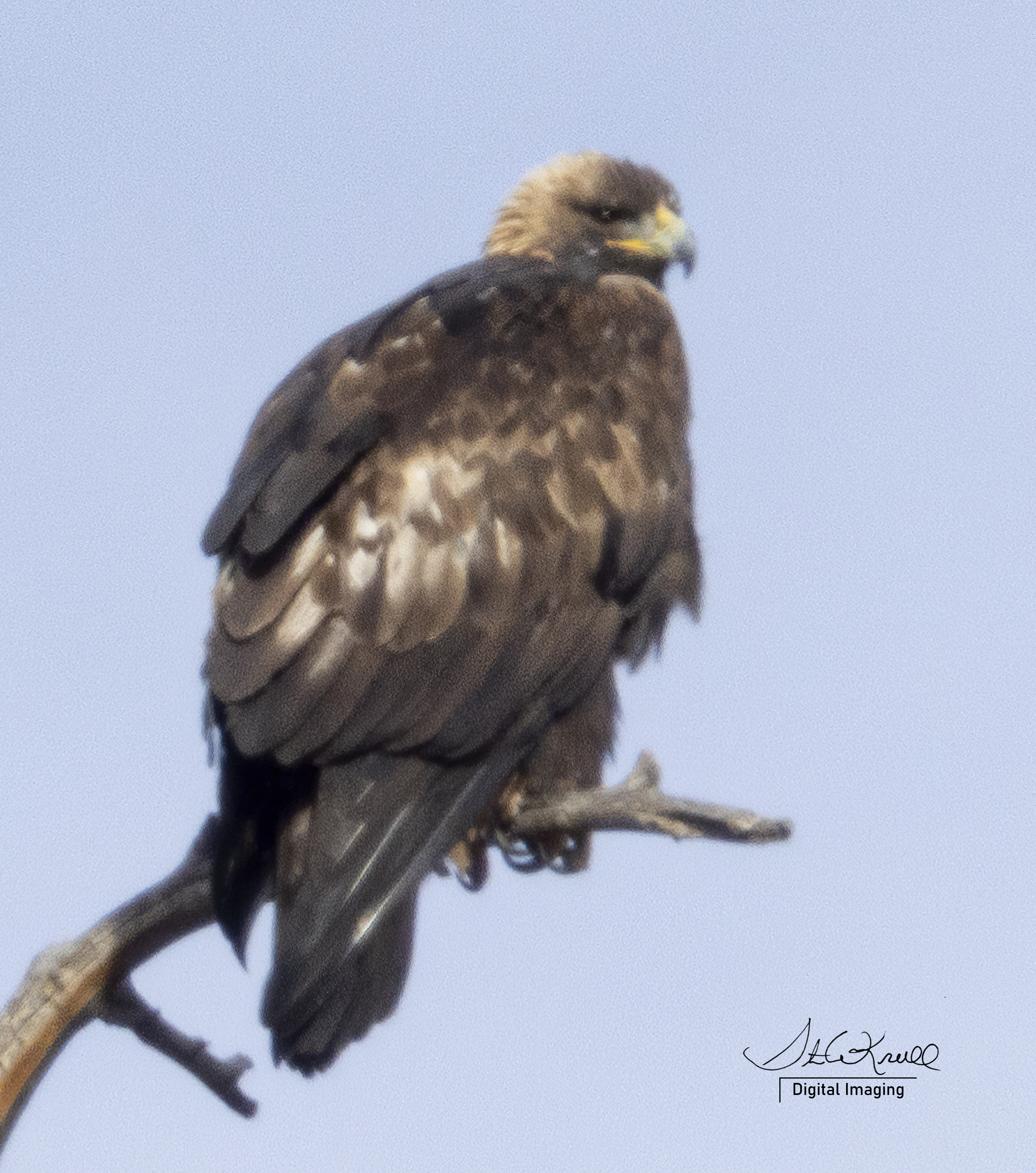 Golden Eagles at Eleven Mile Canyon