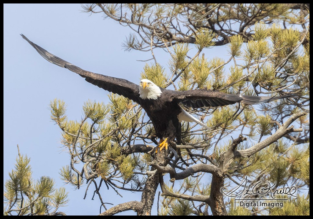 Bald Eagles at Eleven Mile Canyon