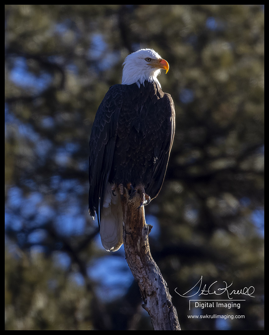 Bald Eagle in Eleven Mile Canyon