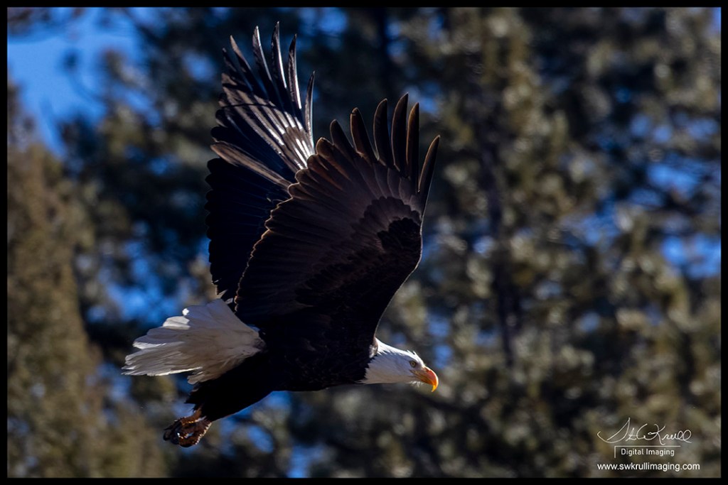 Bald Eagle in Eleven Mile Canyon
