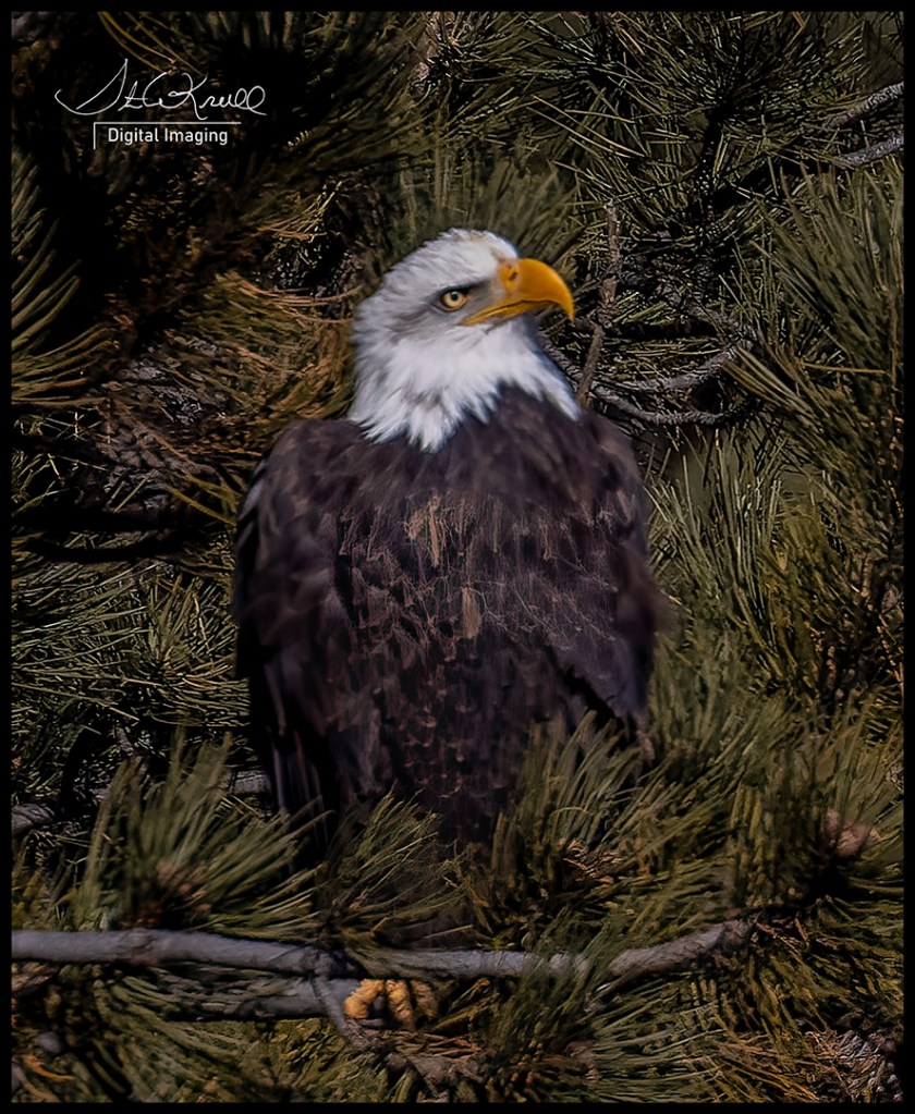 Bald Eagle in Eleven Mile Canyon