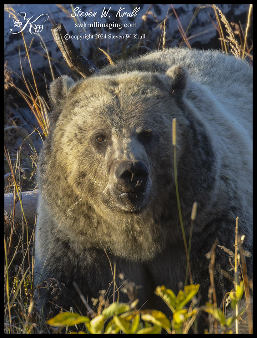 Grizzly Bear and Cubs