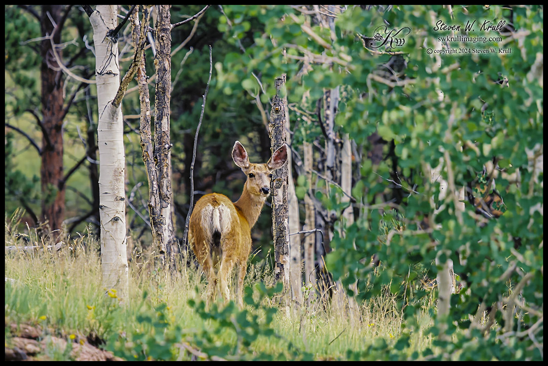 Doe Mule Deer