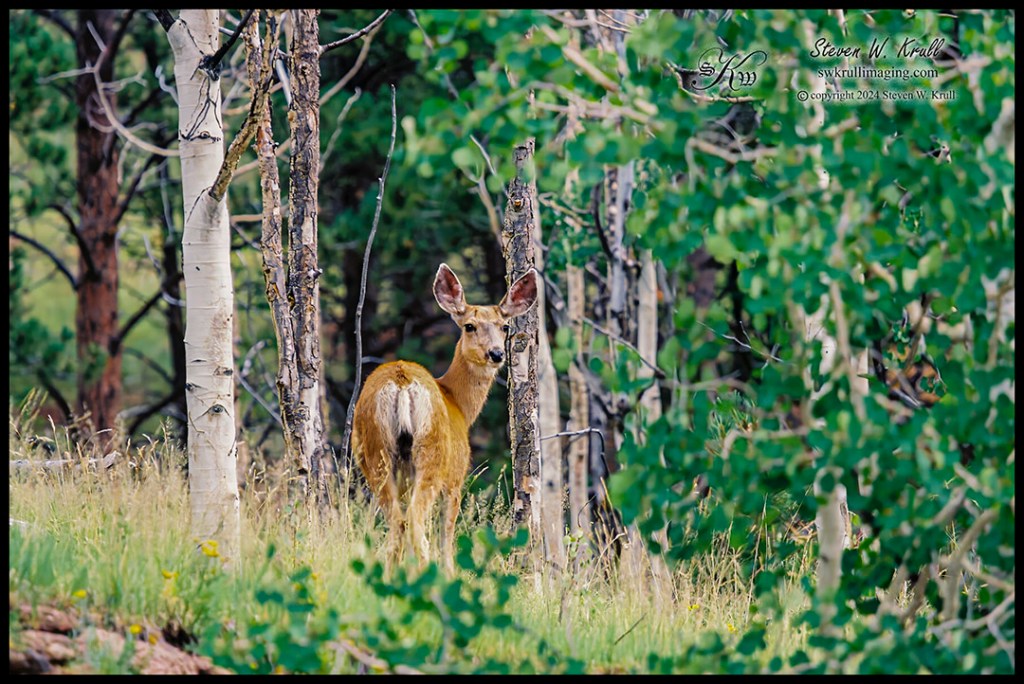 Doe Mule Deer