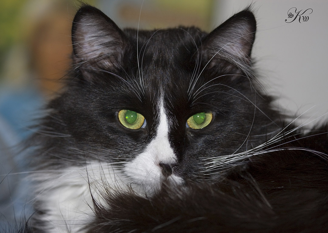 Surly Cat