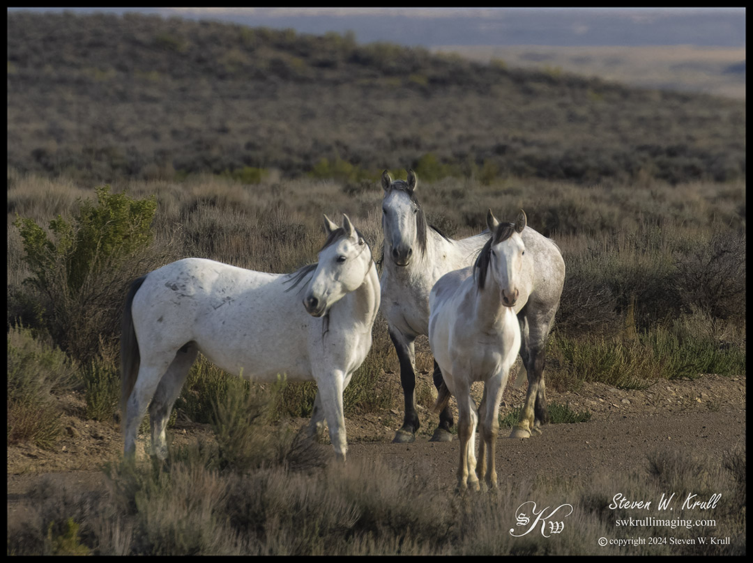 Three Wild Mustangs
