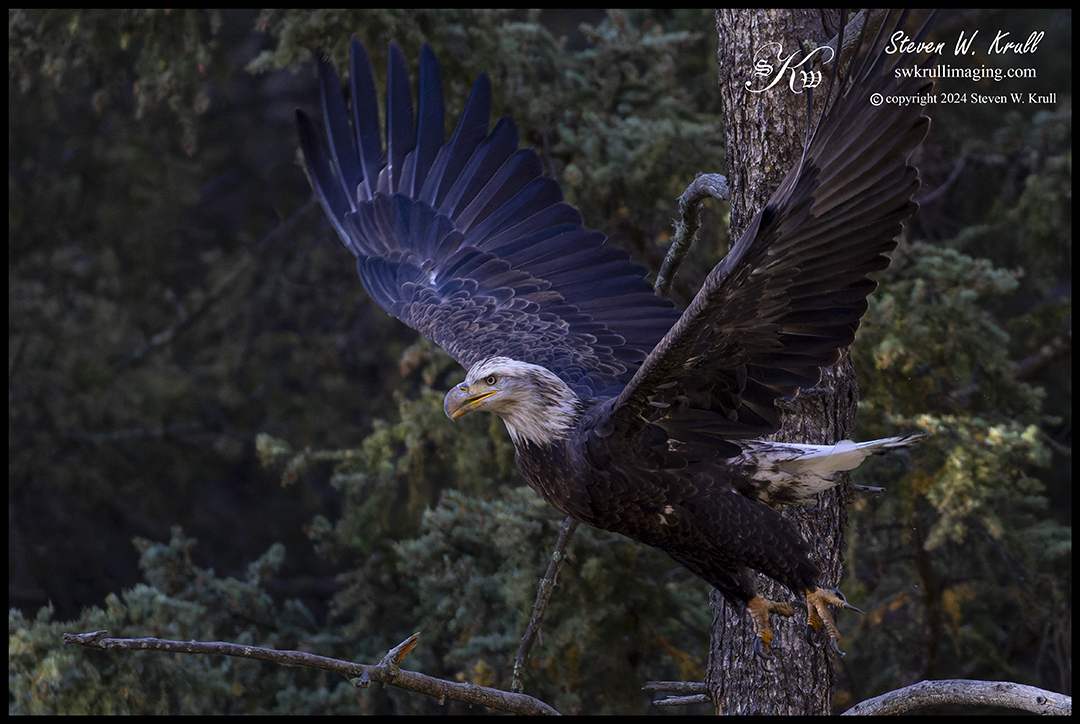 Bald eagle in the Colorado high country