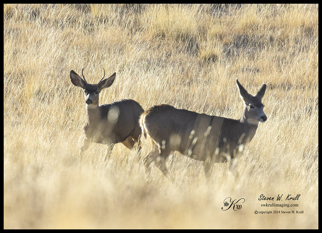 Mule Deer Herd