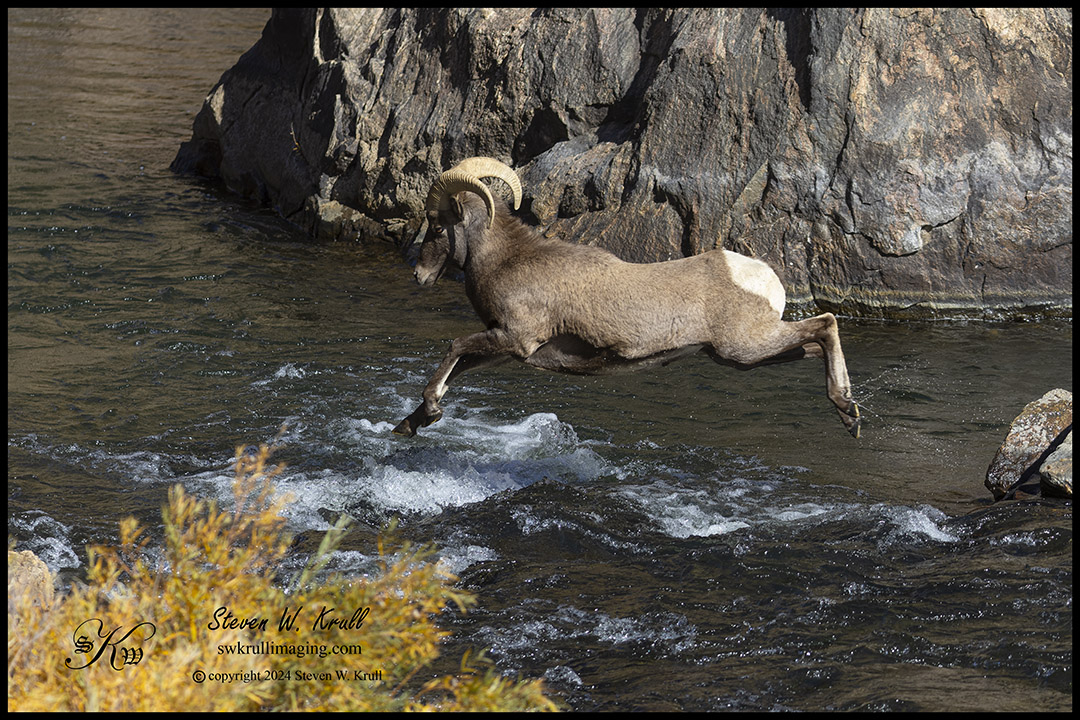 Bighorn Jumping River