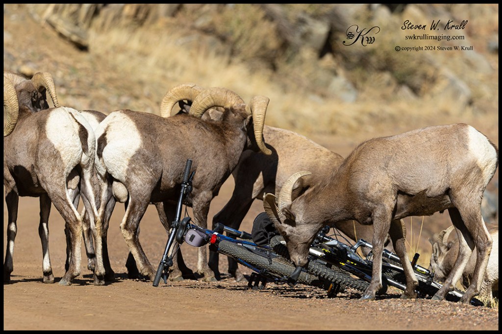 Bighorn Sheep Herd