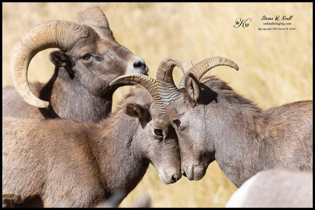 Baby Bighorns
