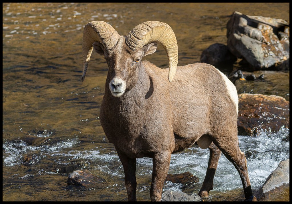 Bighorn Sheep Herd