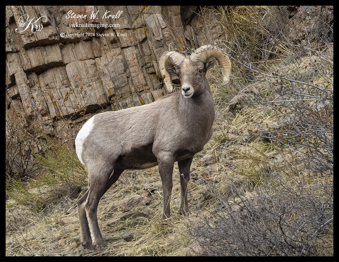 Bighorn Sheep Ram