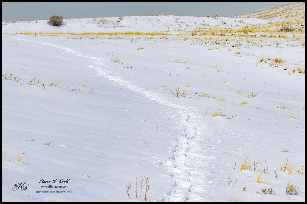 Snowstorm on the Sangre de Cristo