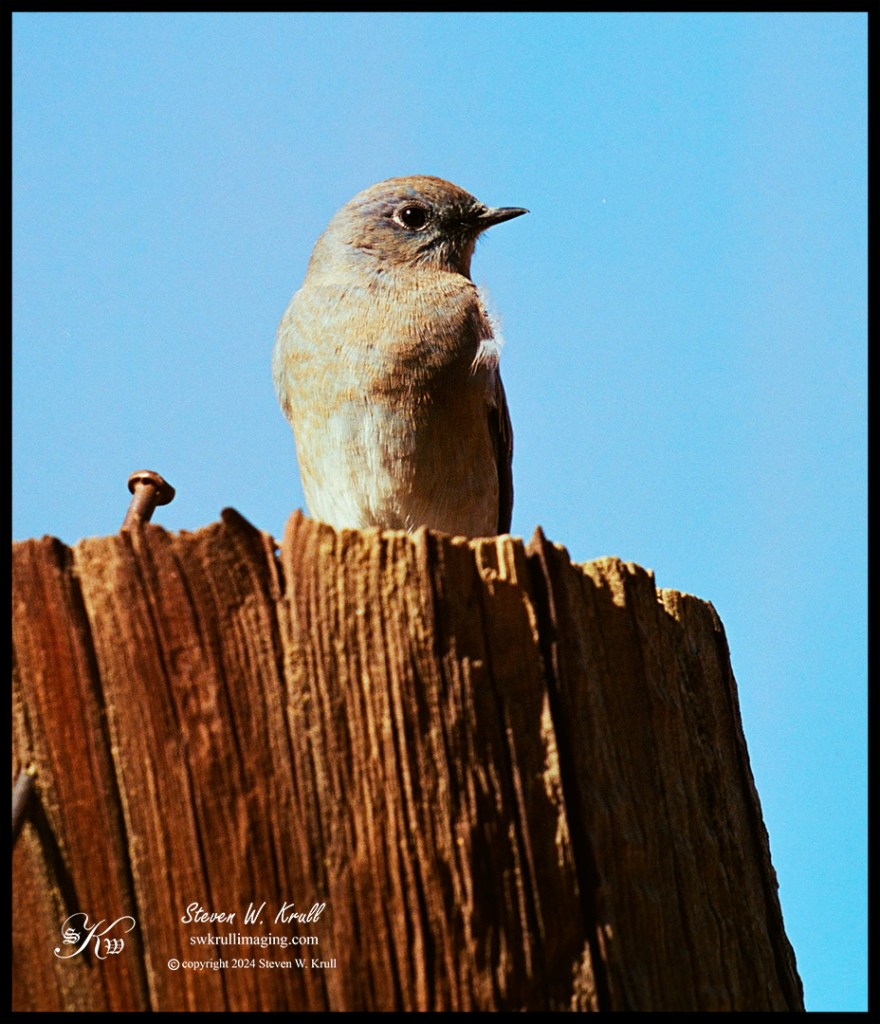Mountain Bluebird