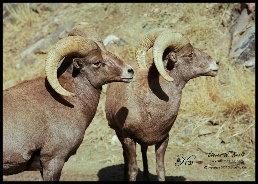 Bighorn Rams