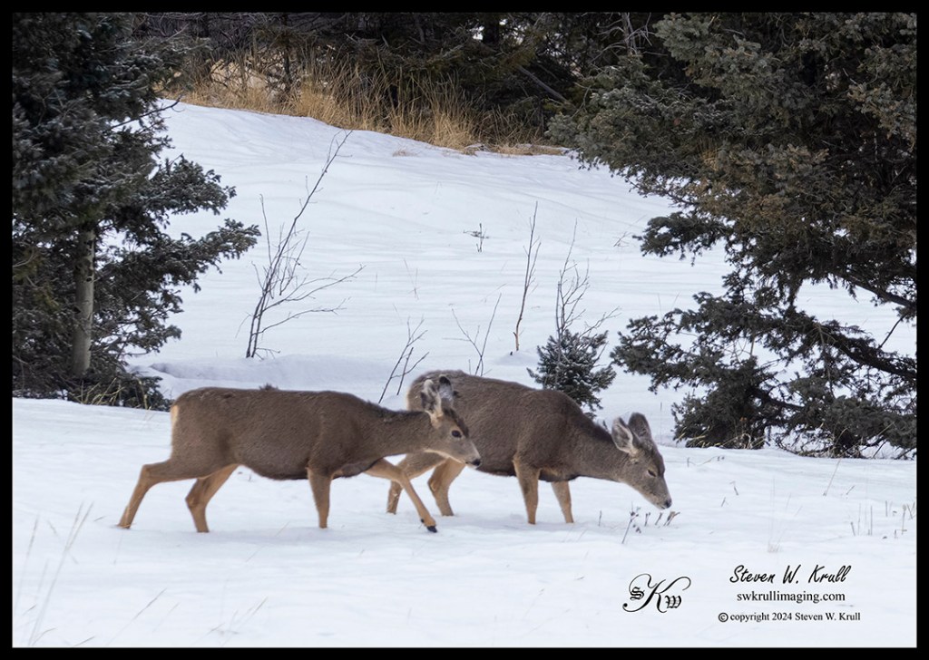 Deer in Deep Snow