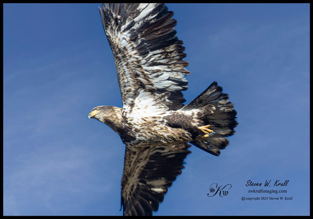 Bald Eagles at Eleven Mile Canyon