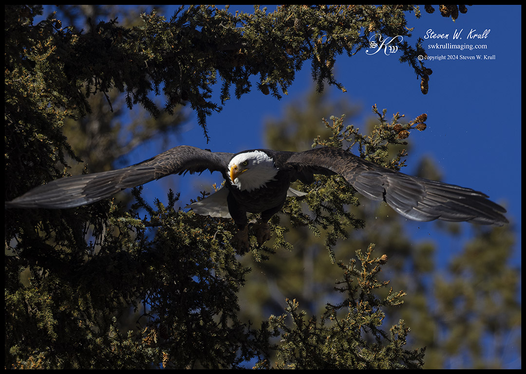 Bald Eagles at Eleven Mile Canyon