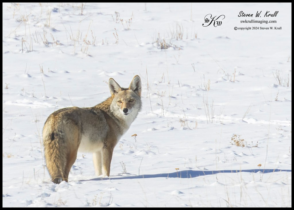 Coyote in Snow