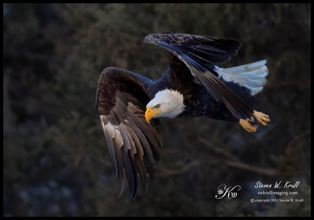 Bald Eagles at Eleven Mile Canyon