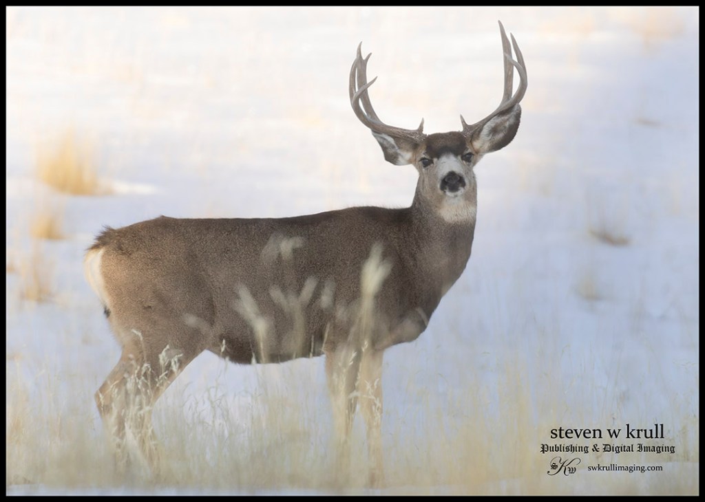 Buck Mule Deer in the Rockies