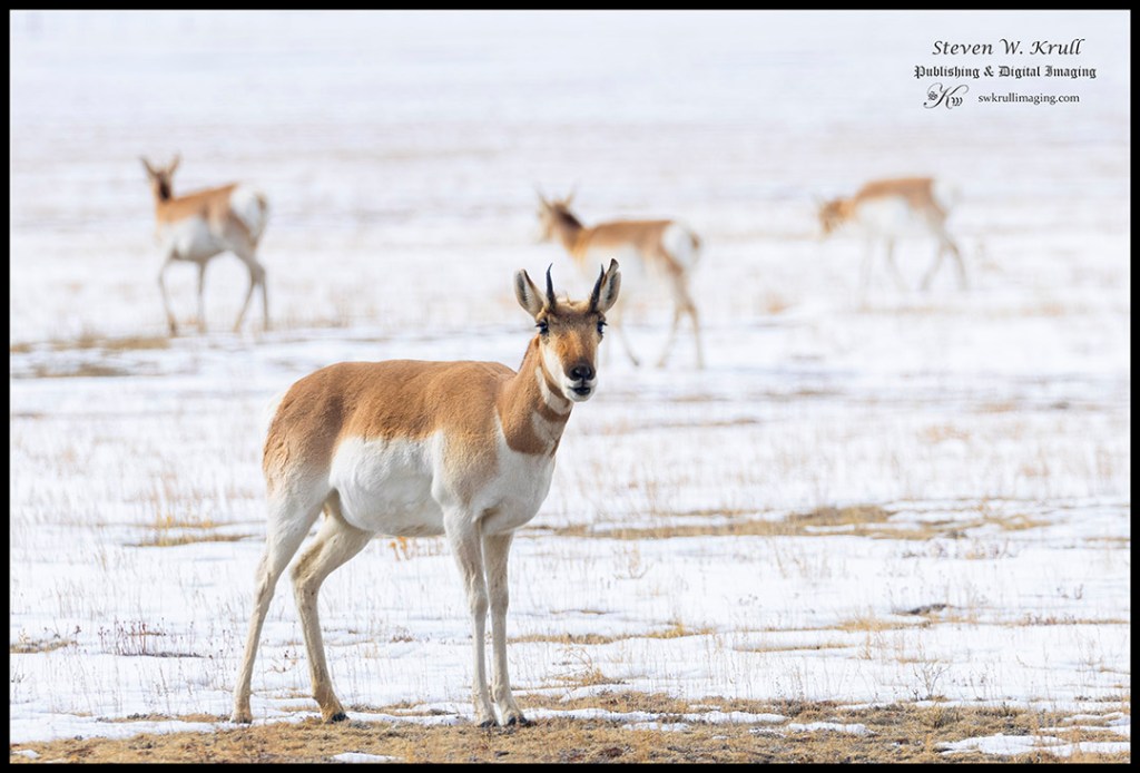 Pronghorn Angelope Herd