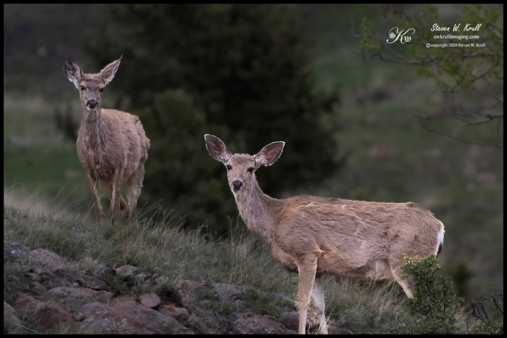 Mule Deer at Dusk