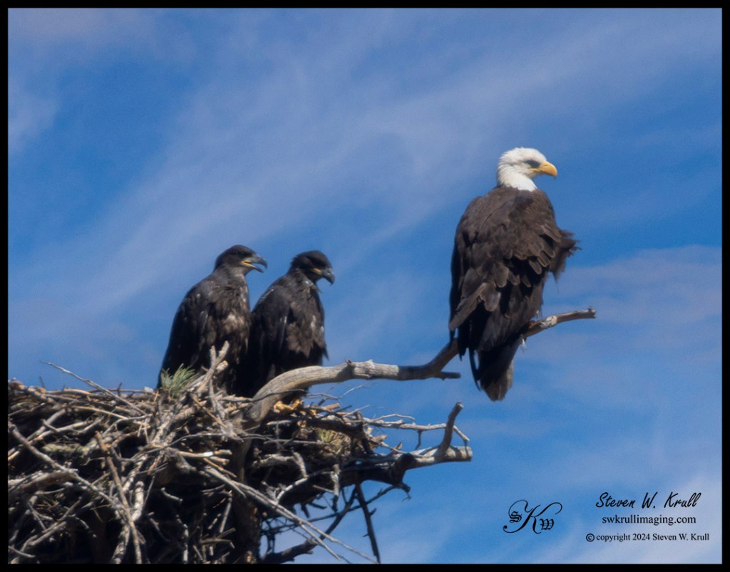 Eaglets in Nest