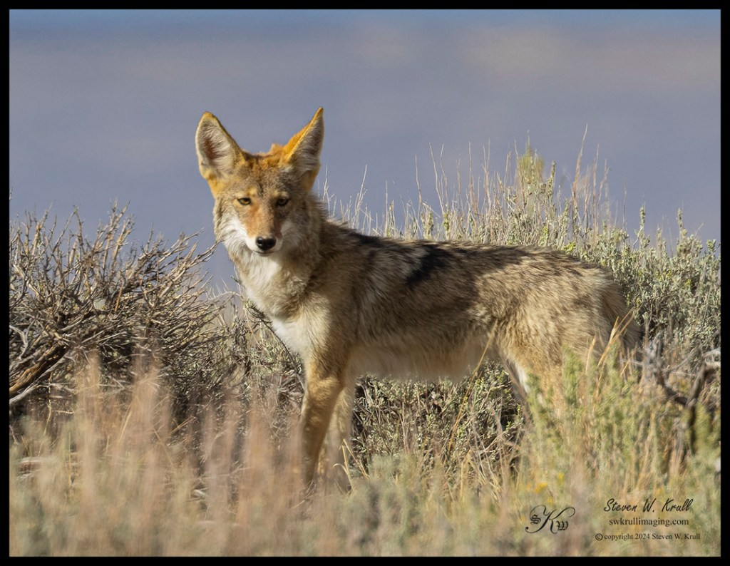 Coyote from the Colorado Sand Wash Basin