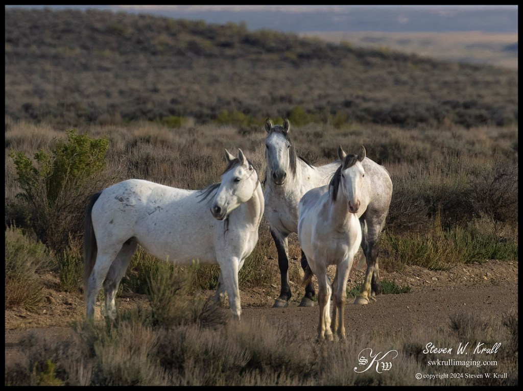 Wild Mustangs