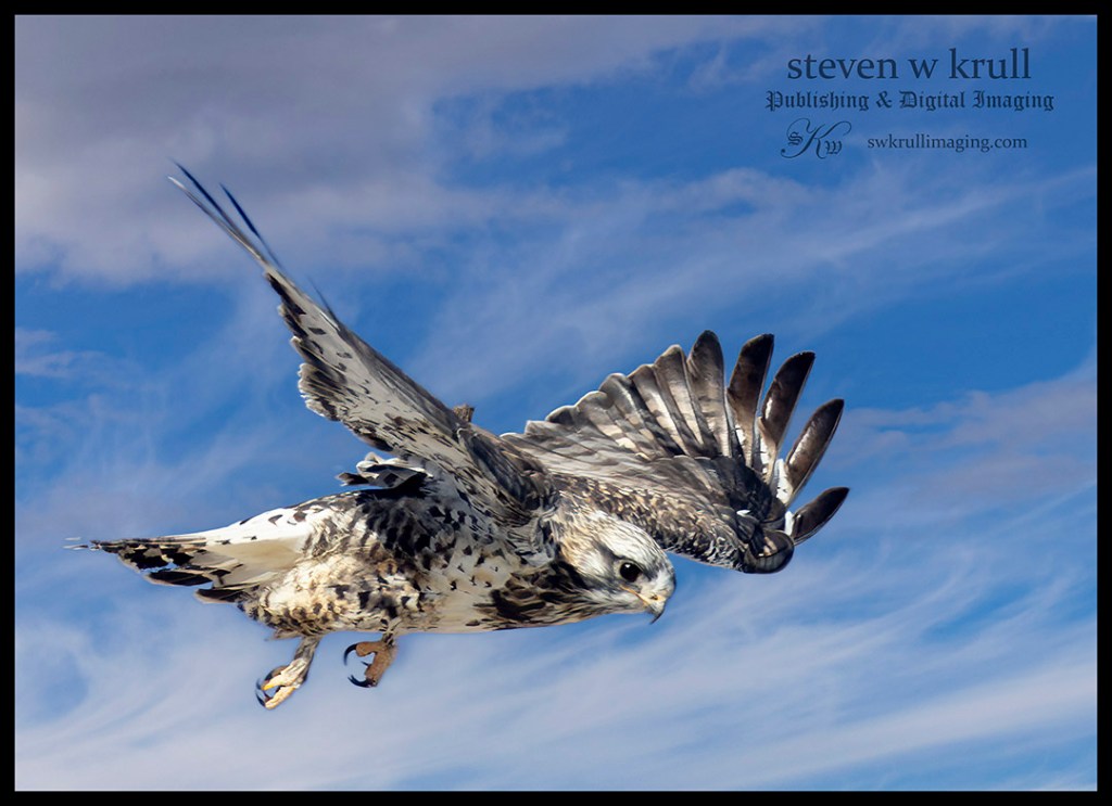 Rough Legged Hawk