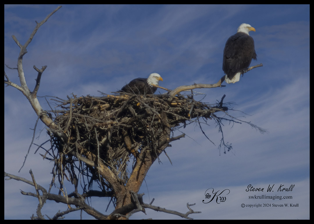 Bald Eagle Pair