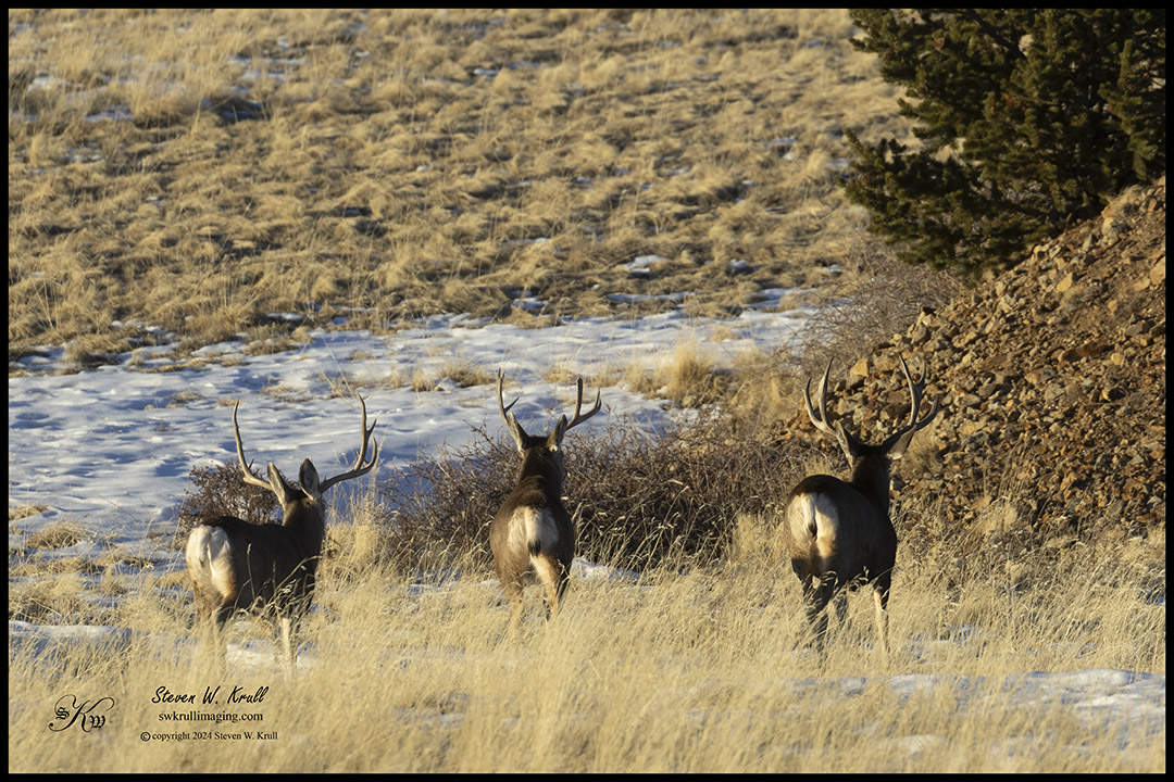 Three Buck Mule Deer
