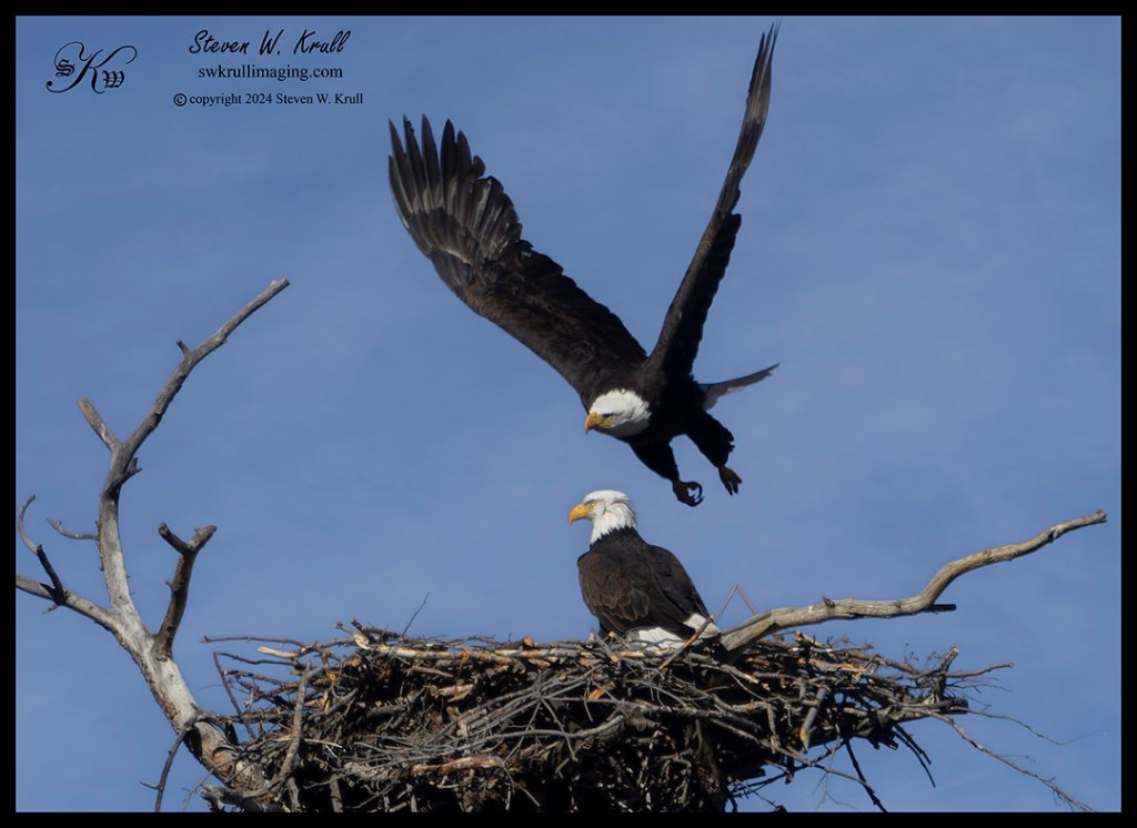 Bald Eagle Pair