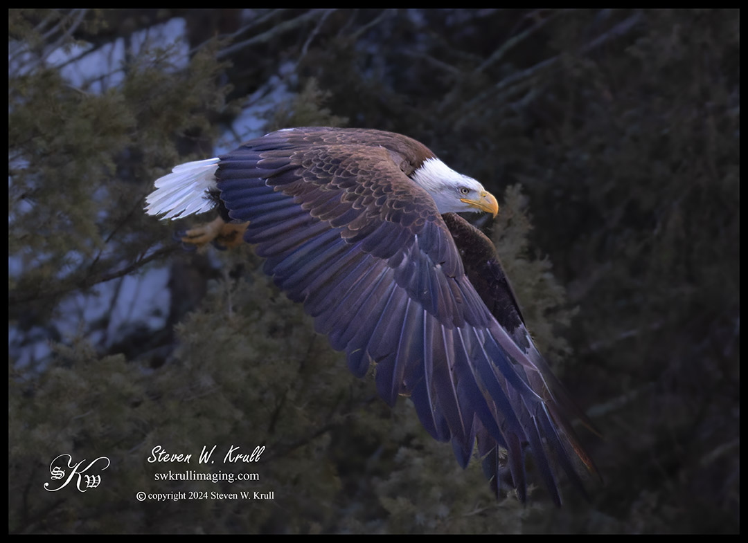 Bald Eagles in the Canyon