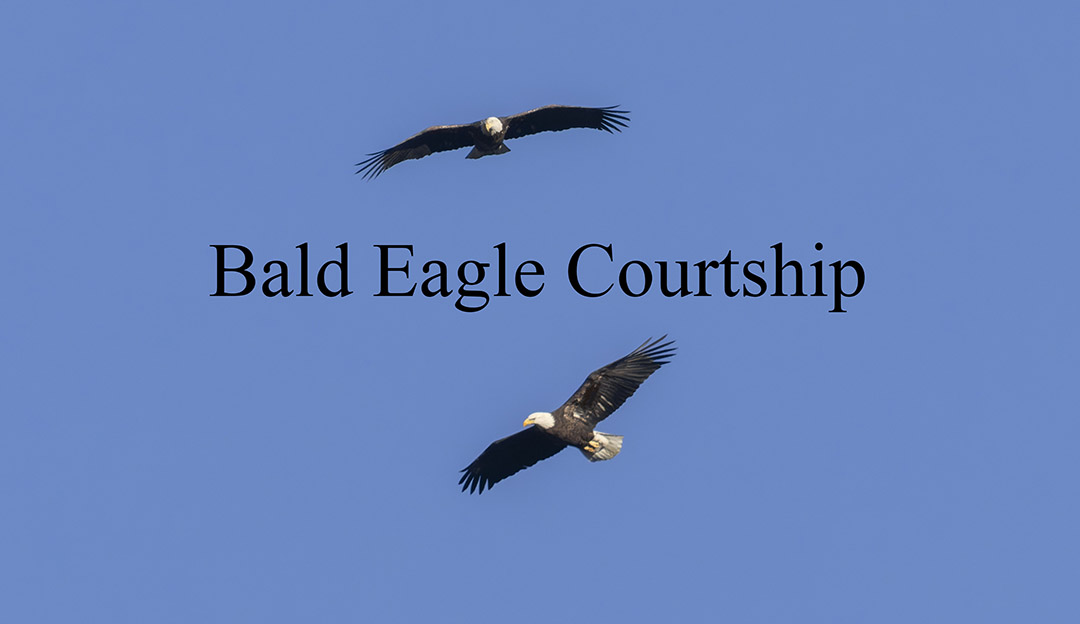 Bald Eagle Pair
