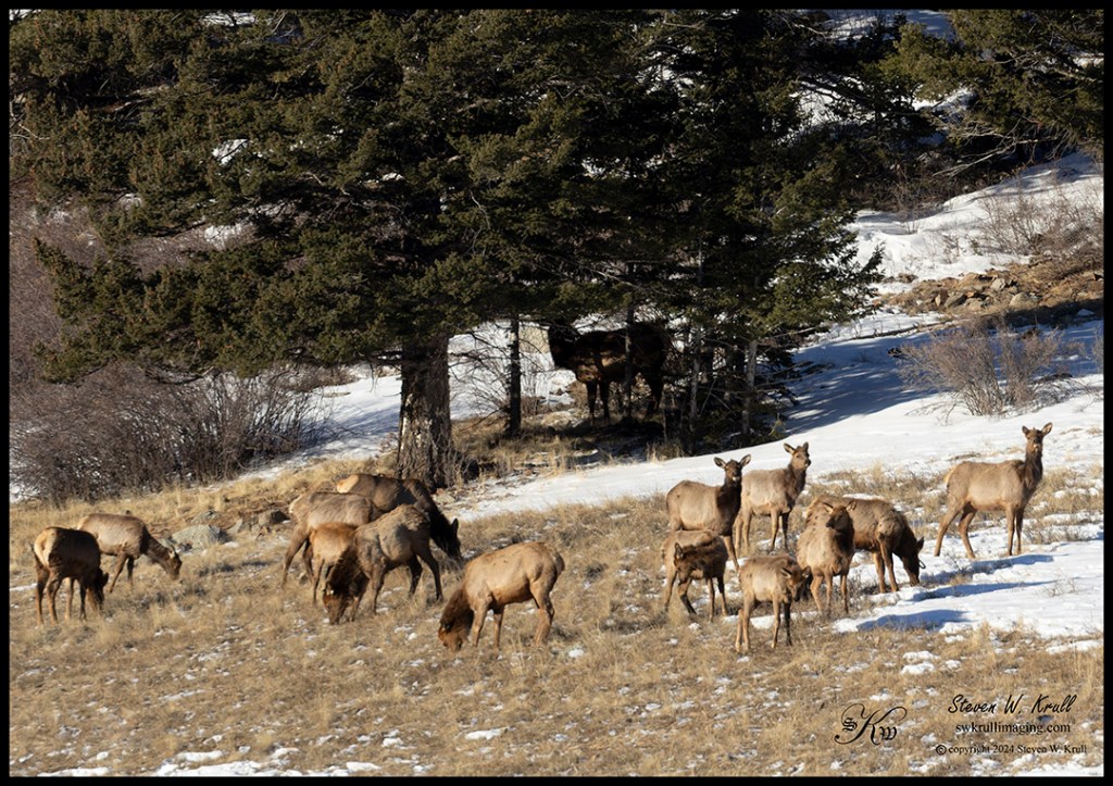 Colorado Elk Herd