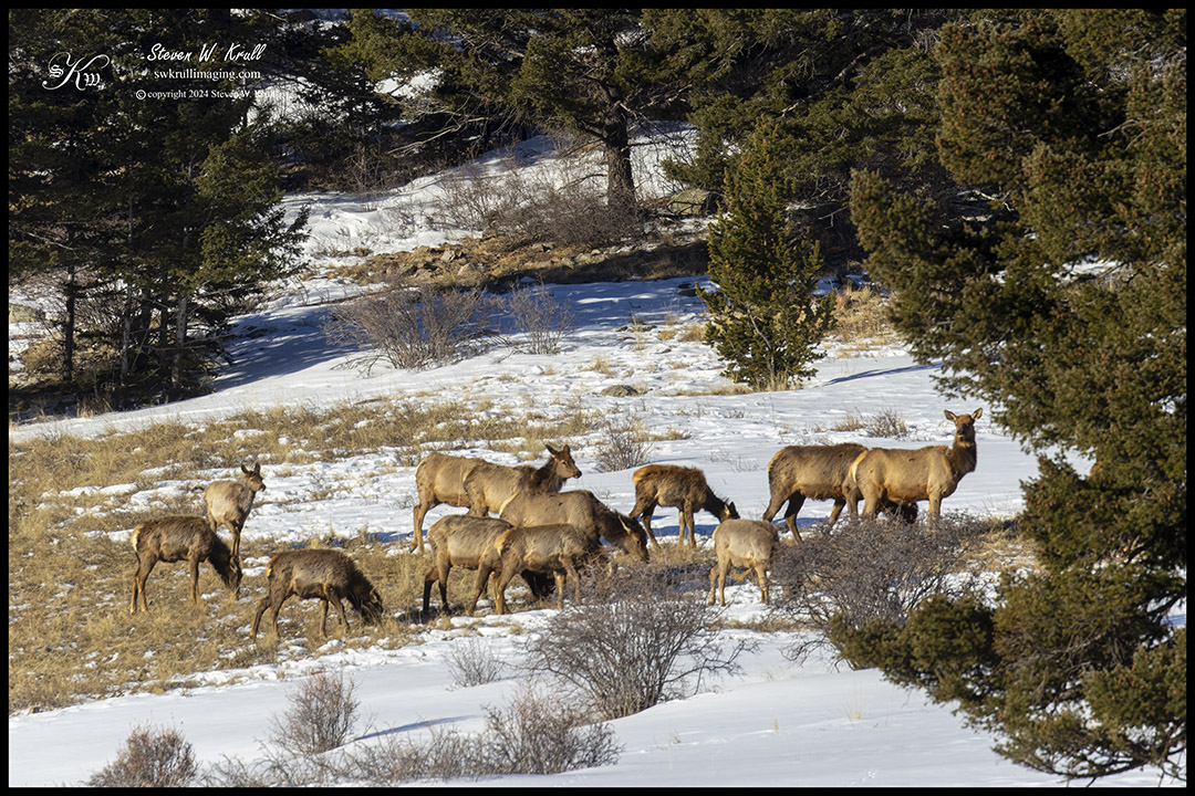 Colorado Elk Herd