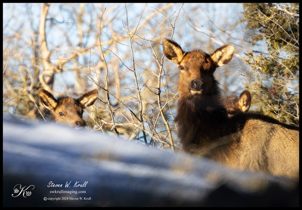 Colorado Elk Herd