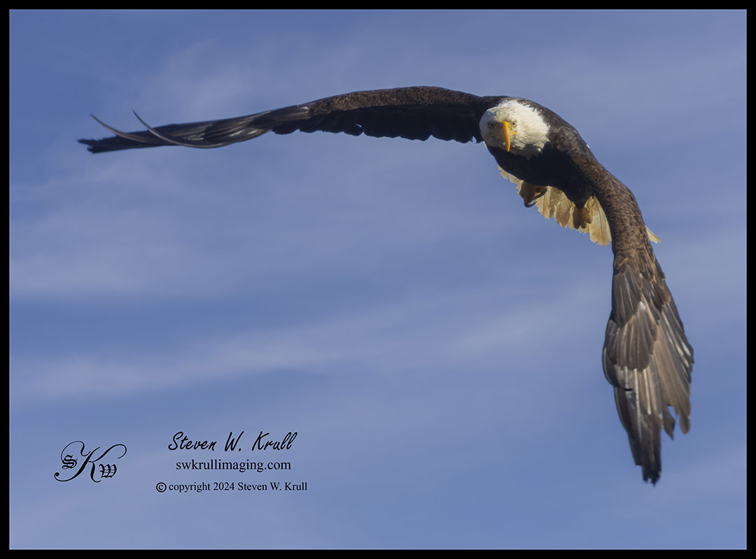 Bald Eagle in Flight