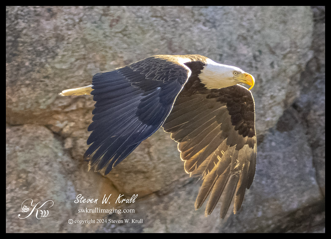 Bald Eagle in Flight