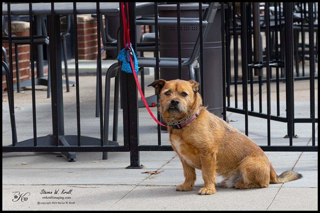 Doggie waiting at a restaurant