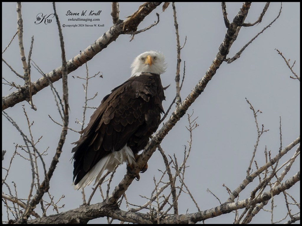 Bald Eagle in Tree