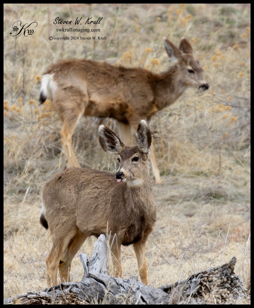 Herd of Mule Deer